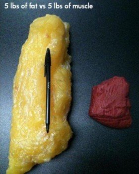 5lbs of Fat vs. 5 lbs of muscle